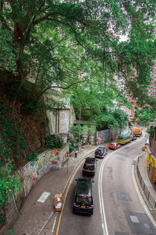 无人,竖图,俯视,室外,白天,度假,美景,植物,城市风光,城市,道路,路,公路,汽车,榕树,香港,中国,亚洲,景观,分界线,停车线,交通,娱乐,车,树,树木,绿色,自然,交通工具,轿车,驾驶,行驶,享受,休闲,景色,放松,生长,成长,车行道,车行道分界线,操纵,港,控制,载具,标线,东亚,操控,车行线,香港岛,香港特别行政区,港澳台,中华人民共和国,把持,港岛,马路,彩图,高角度拍摄,半山区,罗便臣道,shwf1
