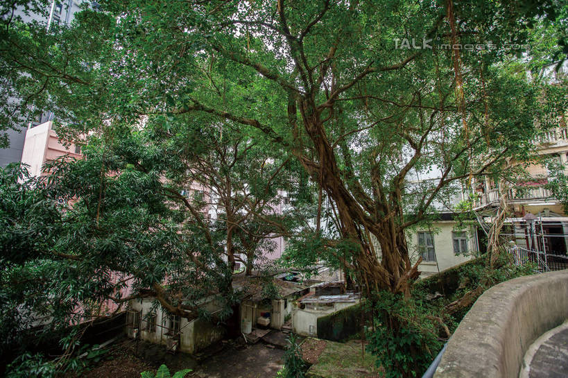 无人,家,横图,室外,白天,正面,旅游,度假,美景,植物,城市风光,城市,建筑,榕树,香港,中国,亚洲,房屋,屋子,景观,公寓,枝条,娱乐,建设,洋房,楼房,住宅,树,树木,树枝,中环,绿色,自然,享受,休闲,景色,放松,生长,成长,港,东亚,香港岛,香港特别行政区,港澳台,中华人民共和国,虬枝,枝杈,港岛,中西区,彩图,房子,shwf1