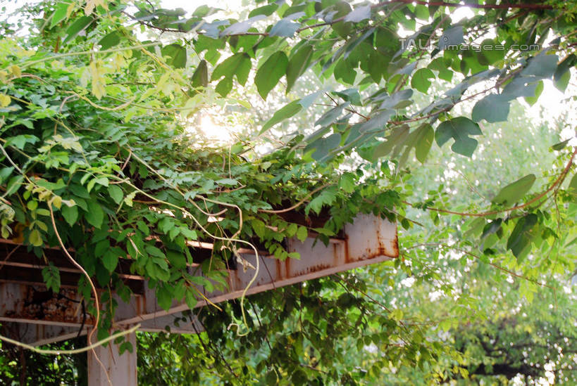 无人,横图,室外,白天,正面,美景,植物,叶子,阴影,光线,影子,景观,绿叶,绿色,阳光,自然,嫩叶,景色,生长,成长,自然风光,叶,叶片,彩图,shxw1