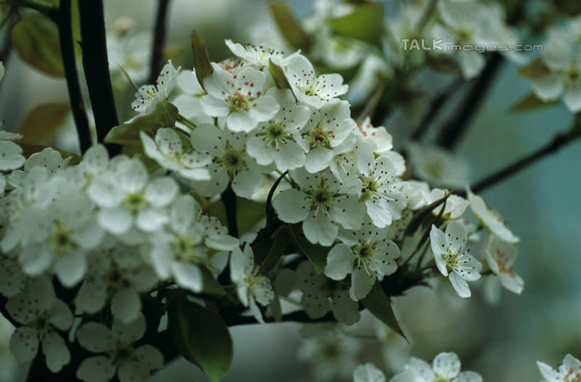 无人,横图,俯视,室外,特写,白天,幸福,纯洁,樱花,阴影,朦胧,模糊,盛开,光线,影子,花蕾,花,花瓣,花朵,鲜花,阳光,花苞,花蕊,等待,生命,仙樱花,福岛樱,青肤樱,高尚,热烈,荆桃,彩图,高角度拍摄,shylt1