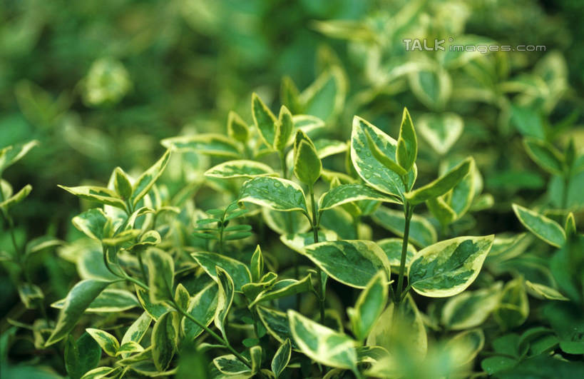 无人,横图,室外,特写,白天,正面,美景,植物,叶子,阴影,朦胧,模糊,光线,纹理,影子,景观,绿叶,绿色,阳光,自然,嫩叶,景色,自然风光,肌理,叶,叶片,叶脉,彩图,shylt1