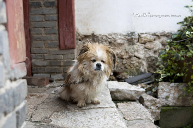 无人,坐,横图,室外,白天,正面,草地,草坪,石头,植物,宠物,狗,阴影,光线,石子,影子,墙,注视,墙壁,墙面,草,一只,绿色,白色,阳光,动物,观察,看,可爱,观看,察看,关注,忠诚,石块,岩石,犬,坐着,彩图,全身,shylt1