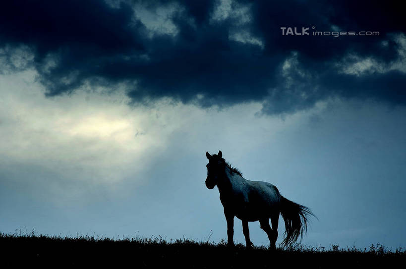 无人,走,横图,室外,白天,仰视,旅游,度假,草地,草坪,美景,植物,马,野生动物,景观,乌云,云,阴天,云朵,背光,云彩,注视,娱乐,一匹,草,绿色,天空,自然,动物,天,观察,看,享受,休闲,景色,放松,运输,牲畜,观看,察看,昏暗,阴沉,关注,自然风光,逆光,步行,散步,走路,彩图,低角度拍摄,全身,shzxz1