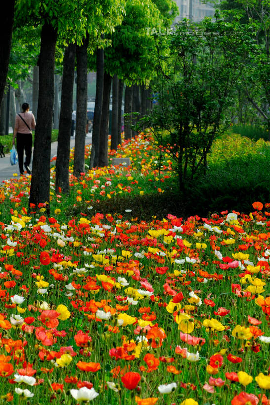 无人,竖图,室外,白天,正面,花海,花圃,美景,植物,叶子,一排,阴影,整齐