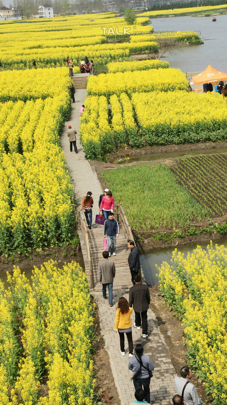 东方人,农田,走,竖图,俯视,室外,白天,旅游,度假,庄稼,农作物,花海,花圃,河流,美景,水,植物,道路,路,叶子,中国,亚洲,许多,游客,游人,阴影,朦胧,模糊,盛开,光线,木板,影子,河水,景观,水流,小路,桥,木桥,交通,许多人,花蕾,黄种人,娱乐,江苏,栈桥,花,花瓣,花朵,花卉,鲜花,黄色,绿色,倒影,天空,阳光,自然,花丛,花束,花田,天,花苞,花蕊,油菜花,一群人,享受,休闲,景色,放松,人行桥,木板桥,波光粼粼,倒映,自然风光,东亚,江苏省,中华人民共和国,华东地区,苏,泰州,泰州市,反照,男人,男性,年轻男性,年轻女性,女人,女性,亚洲人,步行,散步,走路,半身,彩图,高角度拍摄,耕地,庄稼田,缸顾,缸顾乡,千岛菜花风景区,兴化,兴化市,芸苔,芸薹,shzyn1