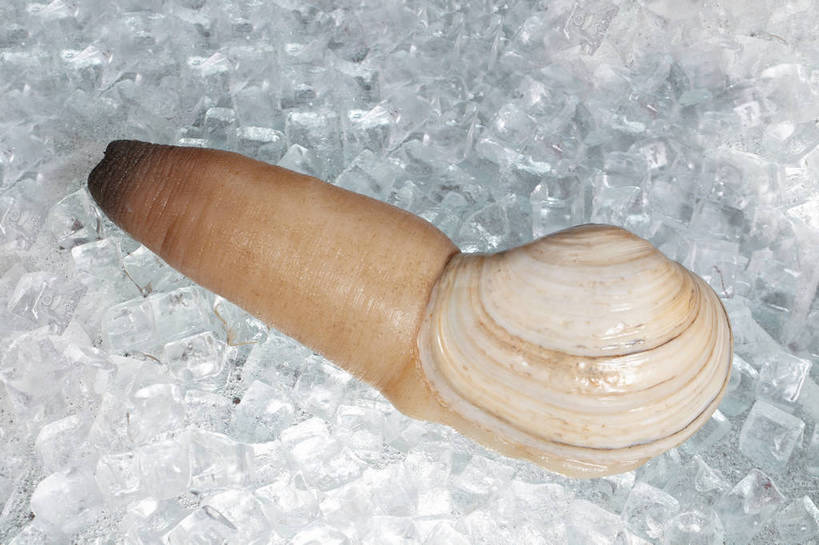 无人,横图,俯视,室内,特写,白天,一堆,许多,堆叠,堆积,冰,冰块,很多,冷冻,海洋生物,一只,寒冷,冷藏,堆,冰冷,水生动物,水生物,海底动物,象拔蚌,保鲜,高雅海神蛤,管蛤,女神蛤,太平洋潜泥蛤,彩图,高角度拍摄,全身,shjb1