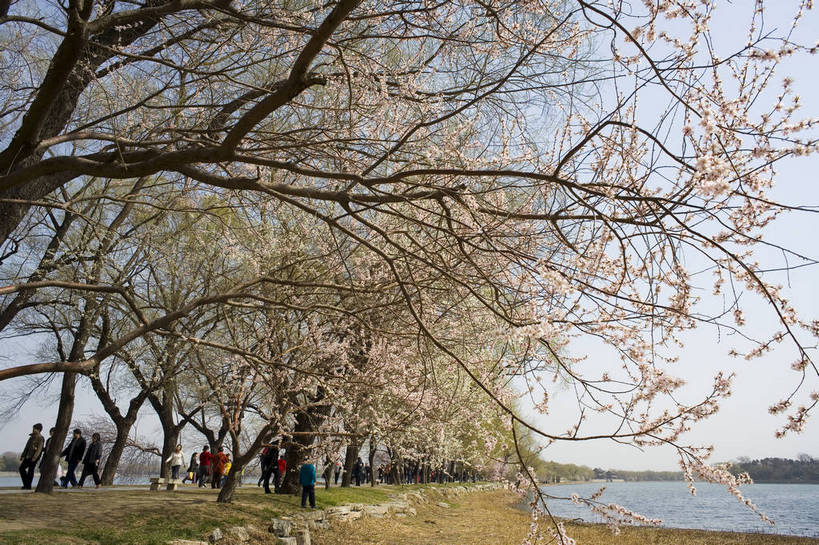 花园,颐和园,横图,彩色,室外,白天,旅游,度假,草地,建筑,北京,中国,亚洲,许多,首都,很多,许多人,娱乐,建筑物,草,树,名胜,春季,春天,一群人,享受,休闲,假日,放松,摄影,生机,假期,生命,中国文化,东亚,首府,中华人民共和国,皇家园林,春日,空闲,河,彩图,旅行,休假,传统文化,bj174