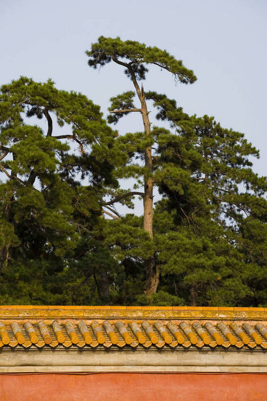 竖图,彩色,旅游,度假,名胜古迹,标志建筑,地标,建筑,松树,中国,亚洲,遗迹,瓦片,屋顶,文化遗产,瓦,古迹,文物,娱乐,建设,古建筑,墙壁,黄色,红色,享受,休闲,旅游胜地,放松,摄影,琉璃瓦,古代建筑,中国文化,坚定,古文明,东亚,中华人民共和国,长寿,河北省,贞洁,橙,彩图,旅行,目的地,传统文化,清西陵,bj174