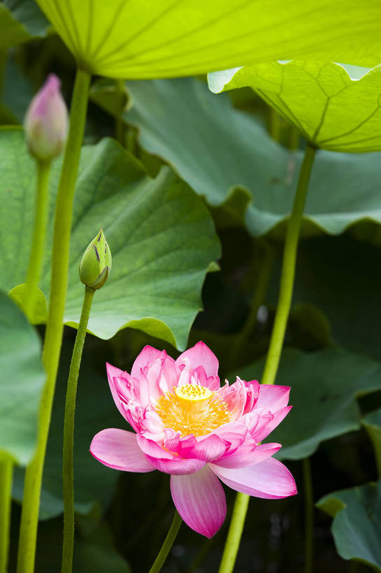 花卉,自然,竖,摄影,矗立,美好,耸立,东亚,中华人民共和国,挺立,荷花