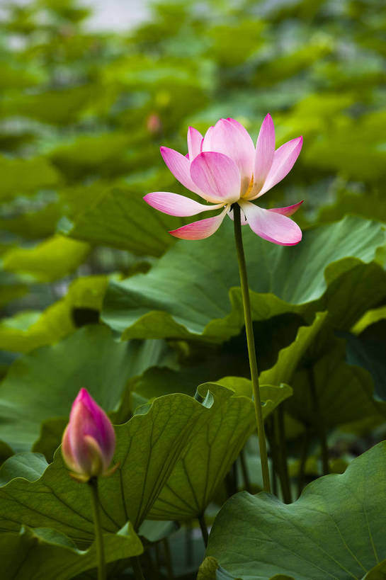 花卉,自然,竖,摄影,矗立,美好,耸立,东亚,中华人民共和国,挺立,荷花