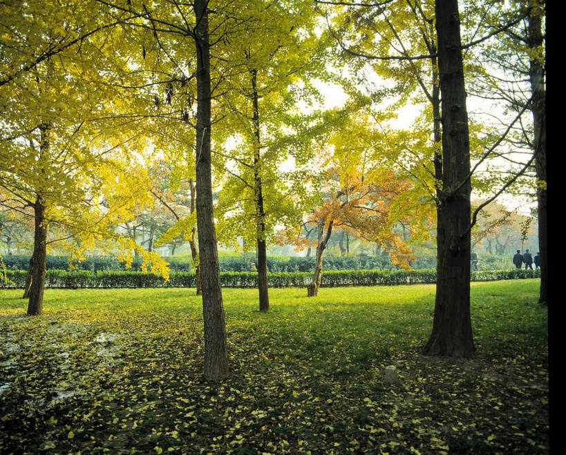 横图,美景,森林,树林,中国,亚洲,景观,树木,绿色,自然,景色,摄影,山林,自然风光,东亚,中华人民共和国,彩图,bj174