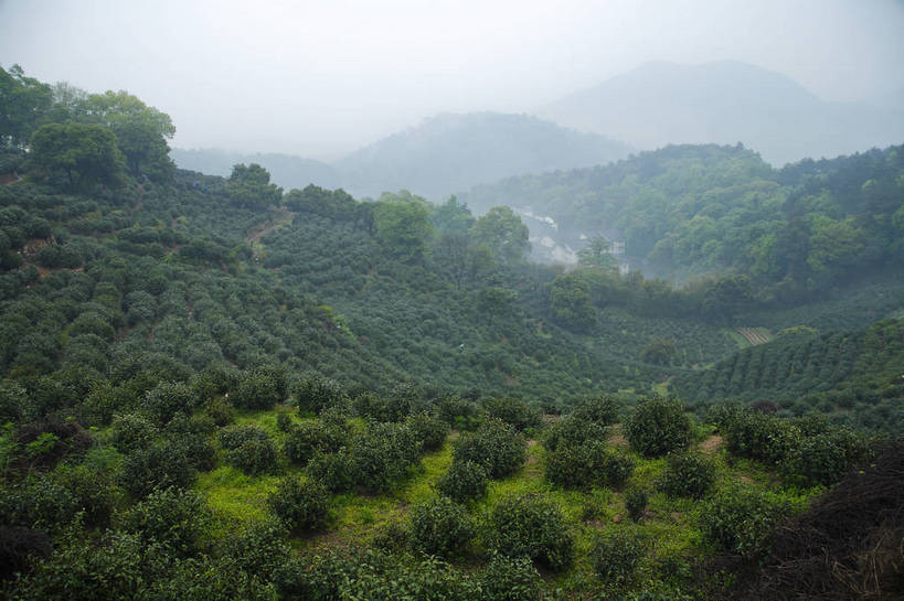 横图,彩色,室外,白天,旅游,农业,美景,山,田园,中国,图片,景观,茶园,浙江,自然,旅游胜地,景色,摄影,杭州,龙井村,茶树,自然风光,东亚,茶山,旅行,bj174