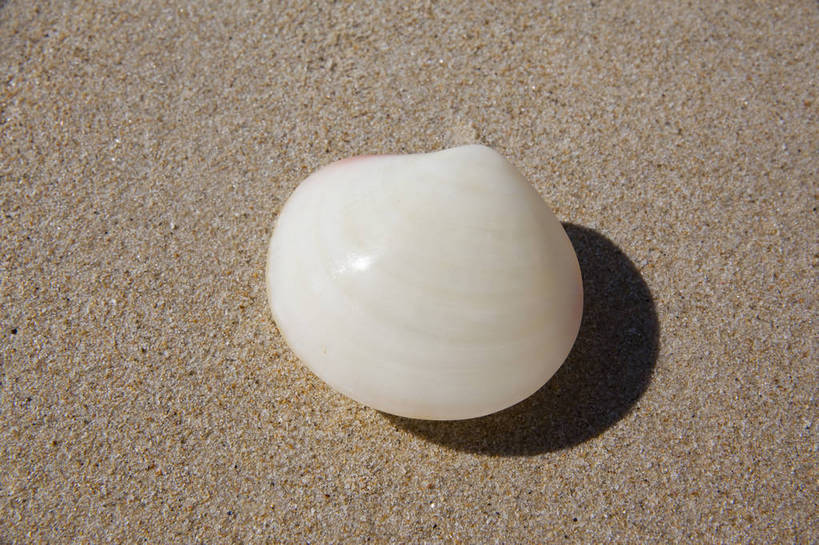 横图,彩色,室外,特写,白天,旅游,沙滩,静物,贝壳,三亚,沙子,图片,扇贝,海洋生物,海南,一个,自然,摄影,海滩,旅行,亚龙湾,bj174