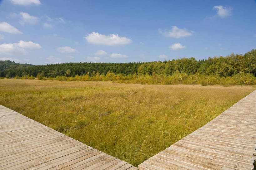 无人,摄影师,横图,彩色,室外,白天,旅游,草原,美景,树林,坝上,中国,亚洲,景观,辽阔,名胜,白云,风景,蓝天,阳光,自然,景色,蒙,木板路,茂盛,晴天,自然风光,东亚,摄像师,内蒙古,塞罕坝,中华人民共和国,华北地区,河北,河北省,冀,内蒙古自治区,鄂尔多斯市,承德,承德市,幽静,秀美,自然景观,丰宁县,大滩镇,坝上草原,丰宁满族自治县,京北第一草原,丰宁,杭锦旗,七星湖,bj174