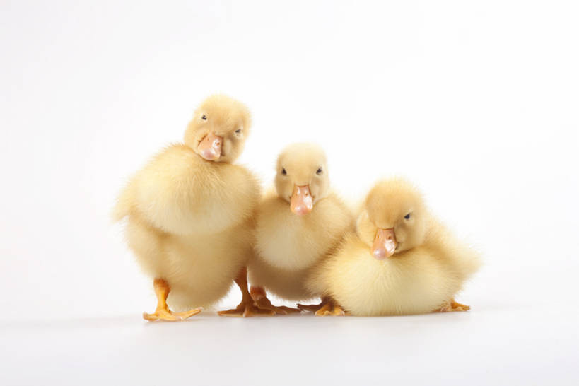 无人,蹲,横图,留白,白色背景,正面,纯洁,鸟,三只,并排,小的,鸟类,鸭,鸭子,倾斜,家禽,黄色,动物,可爱,童年,童趣,摄影,牲畜,影棚,生长,幽默,摄影棚,歪,童真,烂漫,无邪,开端,无忧无虑,天真,彩图,全身,影棚拍摄,拍摄,bj175