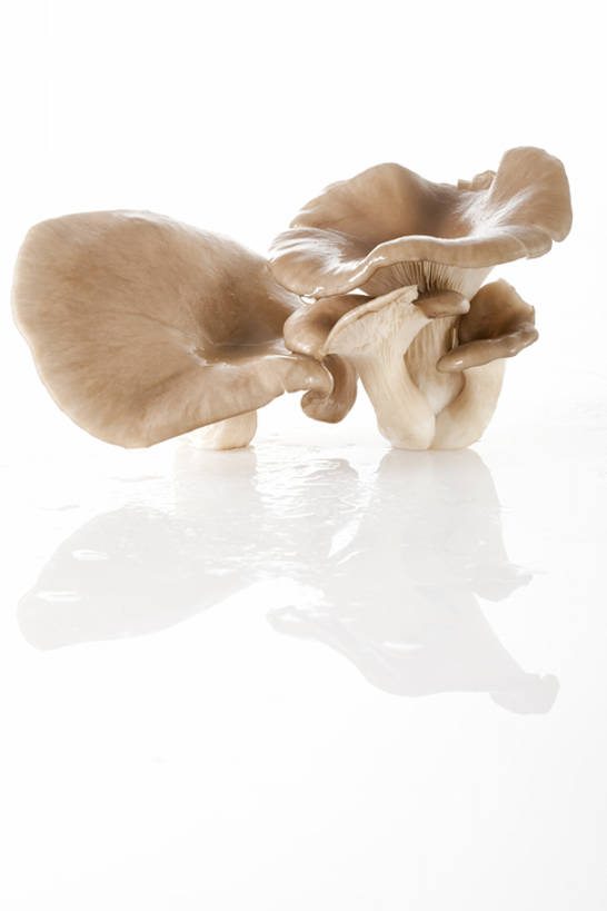 无人,竖图,特写,留白,白色背景,农业,蔬菜,静物,北京,亚洲,准备,反射,蘑菇,生食,食品,饮品,饮食,食物,饮料,健康,食用菌,摄影,有机食品,蚝蘑,简单,膳食,可口,清新,东亚,健康食物,纯净,适口,彩图,影棚拍摄,bj175