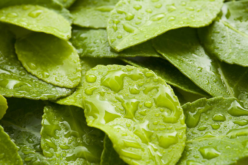 无人,横图,特写,背景,水,静物,北京,中国,亚洲,许多,湿,形状,茶叶,很多,树叶,绿色,自然,概念,雨滴,摄影,宁静,简单,清新,东亚,纯净,彩图,影棚拍摄,全画幅,点滴,bj175