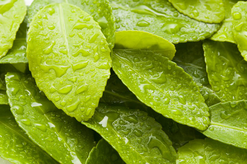 无人,横图,特写,背景,水,静物,北京,中国,亚洲,许多,湿,形状,茶叶,很多,树叶,绿色,自然,概念,雨滴,摄影,宁静,简单,清新,东亚,纯净,彩图,影棚拍摄,全画幅,点滴,bj175