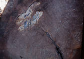 tkf001_111367