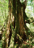 tkf001_111684
