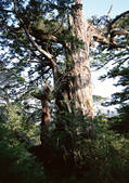 tkf001_112352