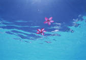 tkf001_113124
