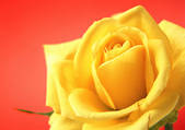 tkf001_123588