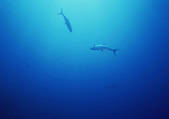 tkf001_127212