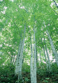 tkf001_139986