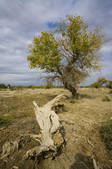 tkf001_310599
