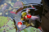tkf001_322013