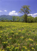 tkf001_336627