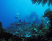 tkf001_383446