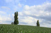 tkf001_396533
