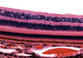 tkf001_402727