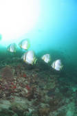 tkf001_752886