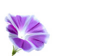 tkf001_754754