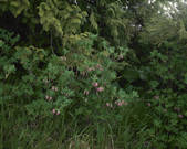 tkf001_789981
