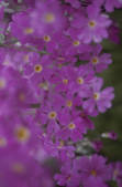 tkf001_804808