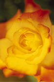 tkf001_804811
