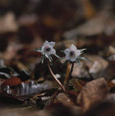 tkf001_805646