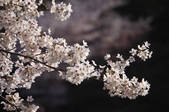 tkf001_805647