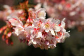 tkf001_806336