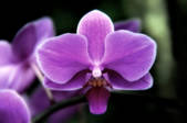 tkf001_806804