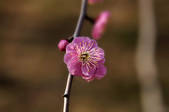 tkf001_806829