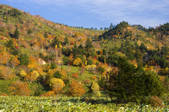 tkf001_806886
