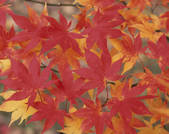 tkf001_807645