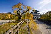 tkf001_807782