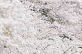 tkf001_808352