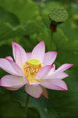 tkf001_810050